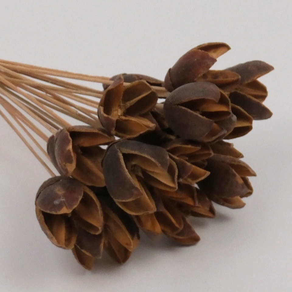 20’li Bakuli On Stem Kuru Çiçek