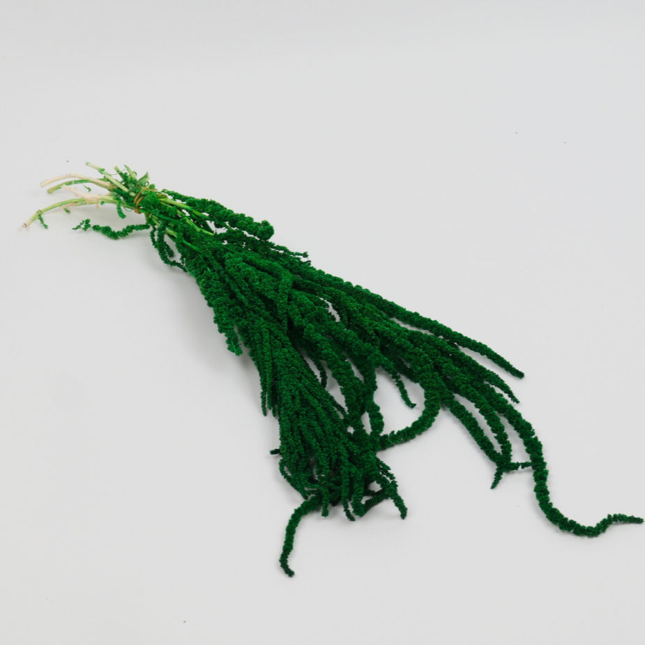 Şoklanmış Sarkan Amaranthus Demeti – 1 Demet - Yeşil