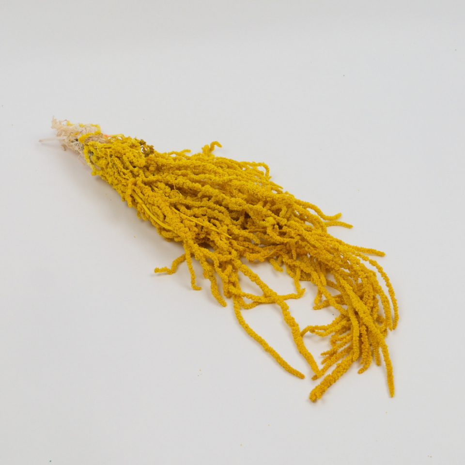 Şoklanmış Sarkan Amaranthus Demeti- Sarı