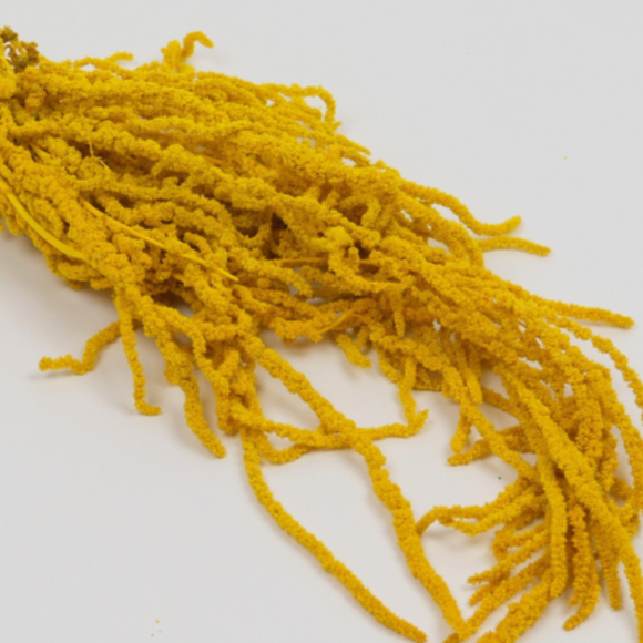 Şoklanmış Sarkan Amaranthus Demeti- Sarı