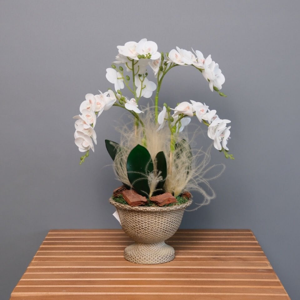 Cascade Orchid