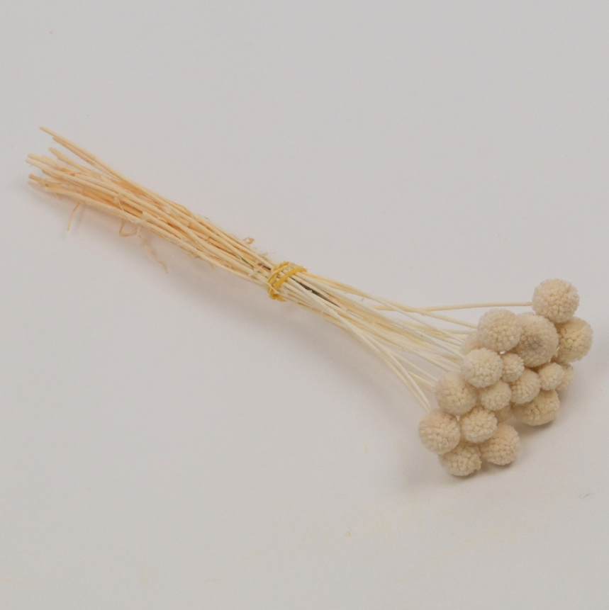 Kuru Çiçek Naturel Craspedia Çiçeği 20 Adet Beyaz
