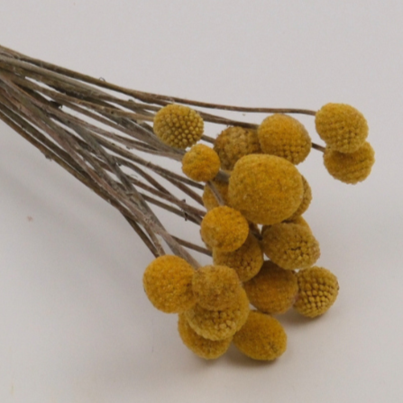 Kuru Çiçek Craspedia Çiçeği 20 Adet Naturel