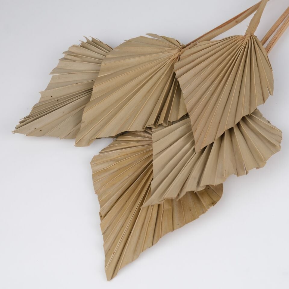 5'Lİ PALM SPEAR LARGE NATURAL