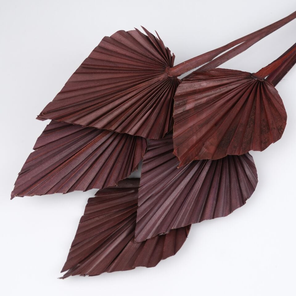 5'Lİ PALM SPEAR LARGE DARK BROWN
