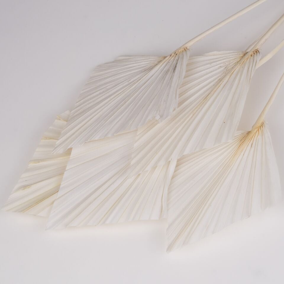 5'Lİ PALM SPEAR LARGE BLEACH