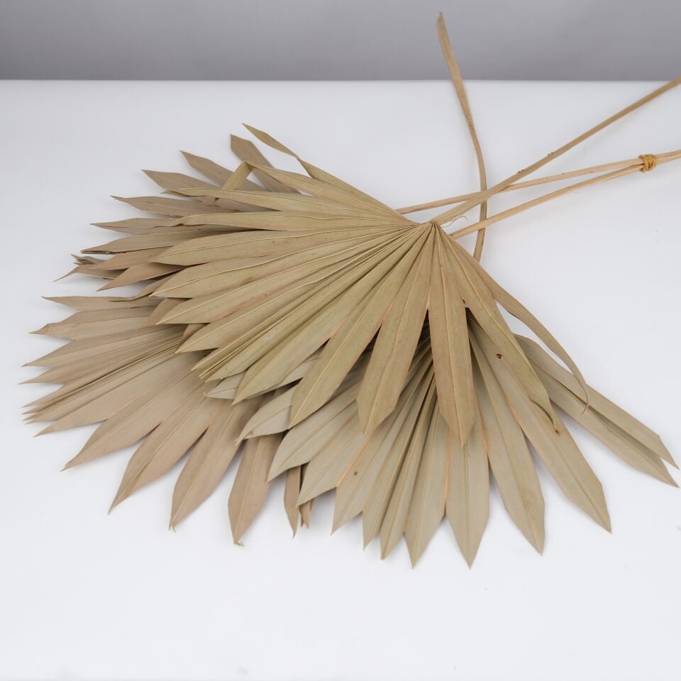 5'Lİ PALM SUN SPEAR LARGE