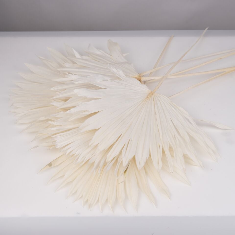5'Lİ PALM SUN SPEAR LARGE BLEACH