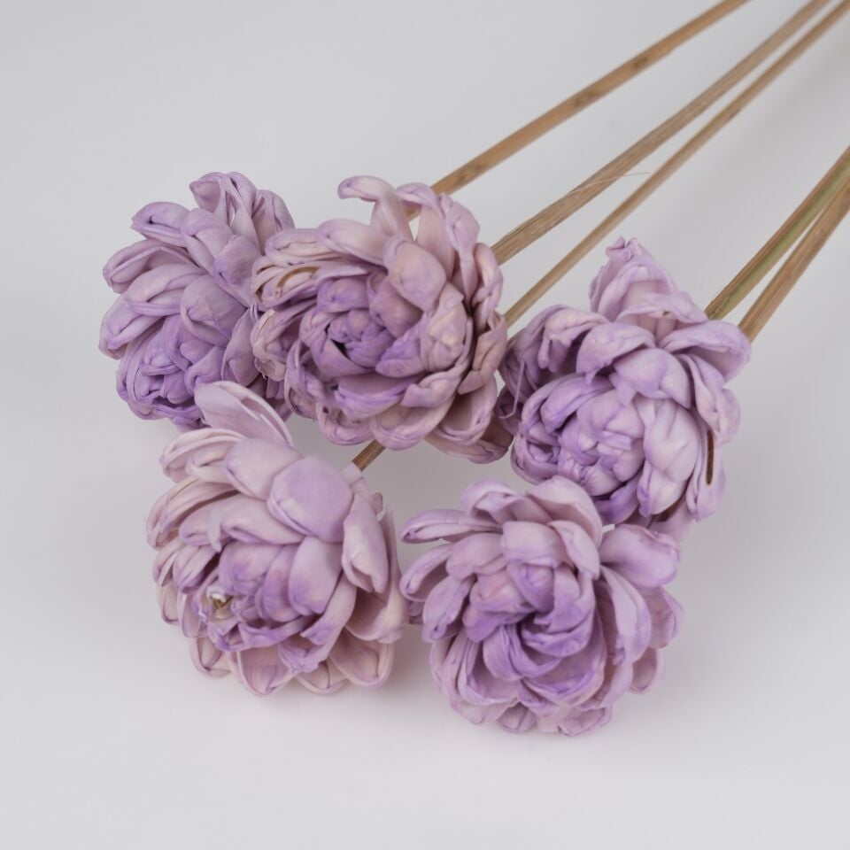 5'Lİ SOLA TIM GARDENIA PURPLE 6cm-50cm