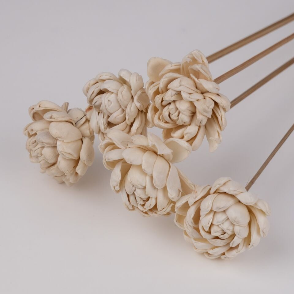5'Lİ SOLA TIM GARDENIA 6cm-50cm