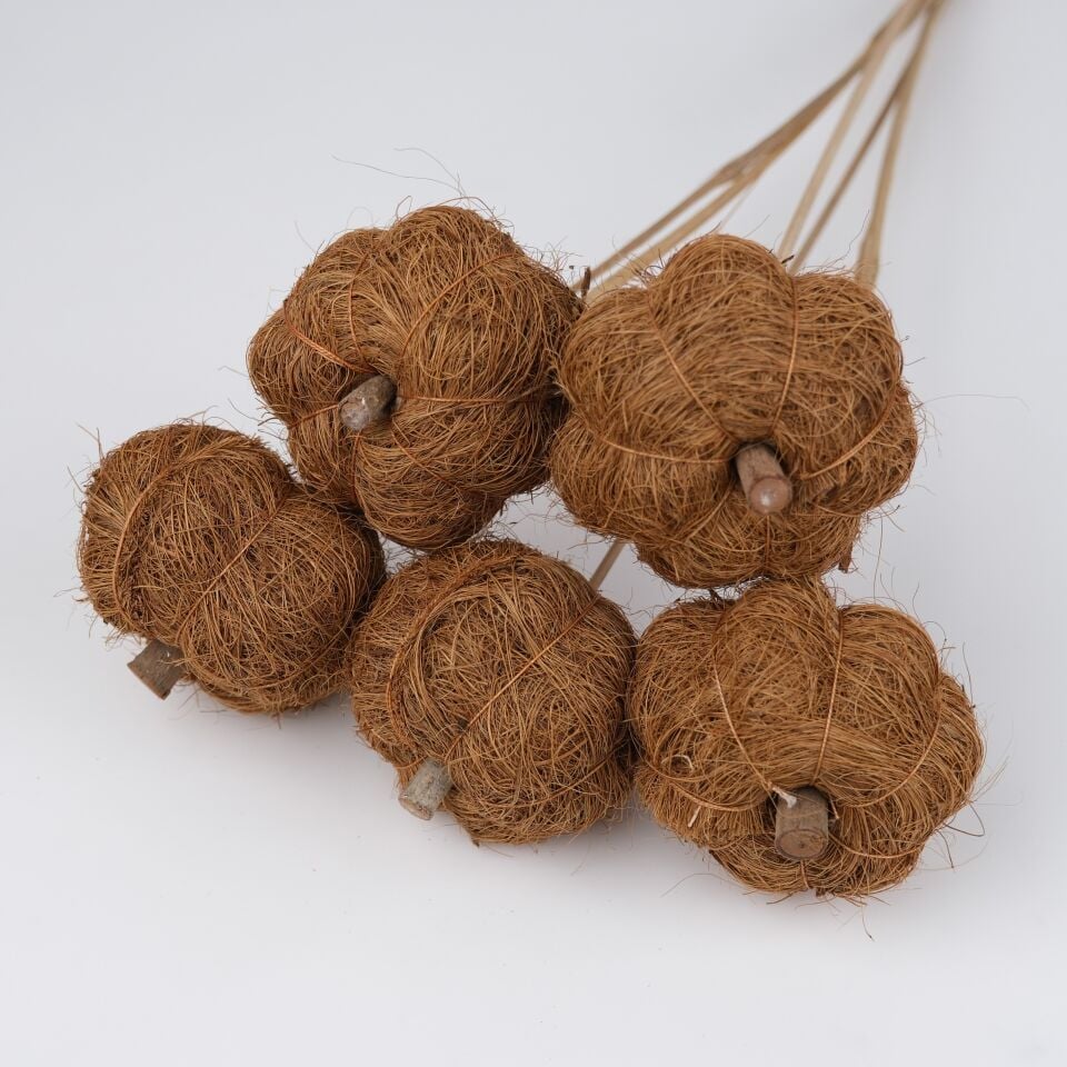 5'Lİ COIR PUMPKIN on STEM 6cm - 50cm