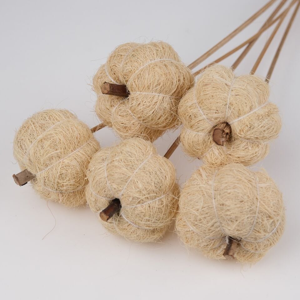 5'Lİ COIR PUMPKIN BLEACH on STEM 6cm - 50cm