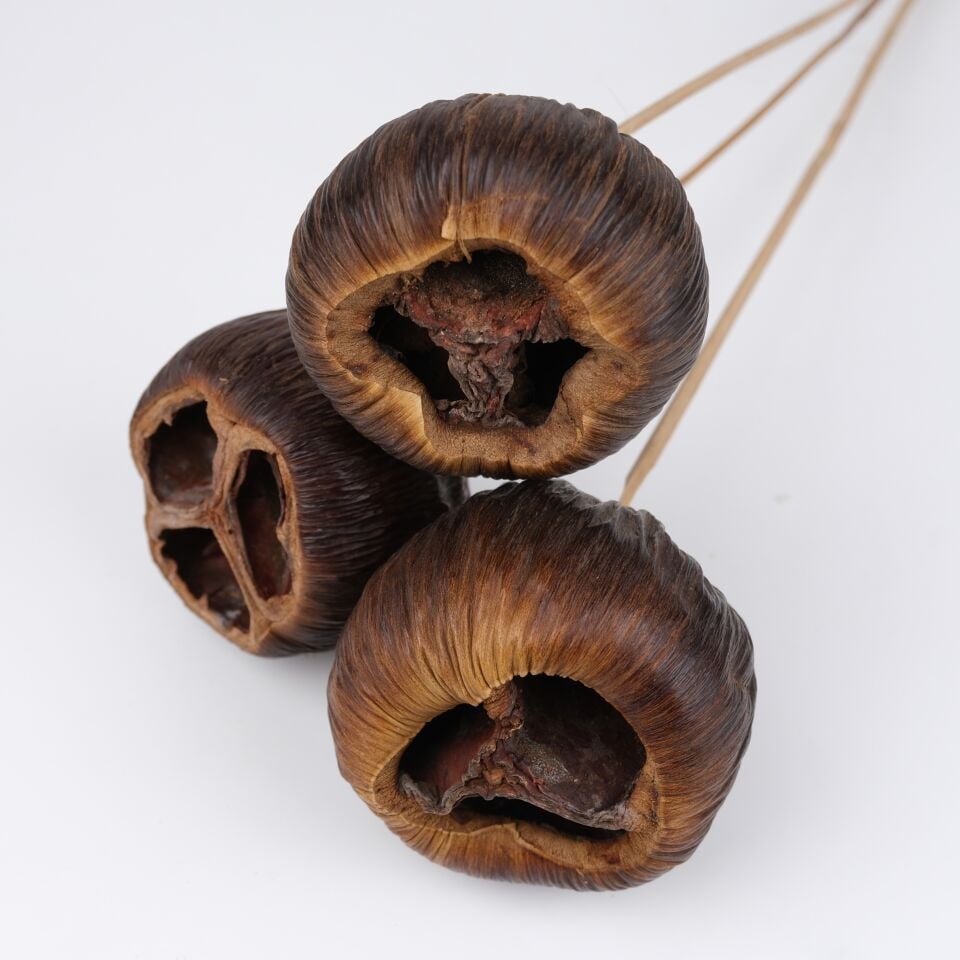 3'LÜ TALAMI on STEM 7-10cm - 50cm