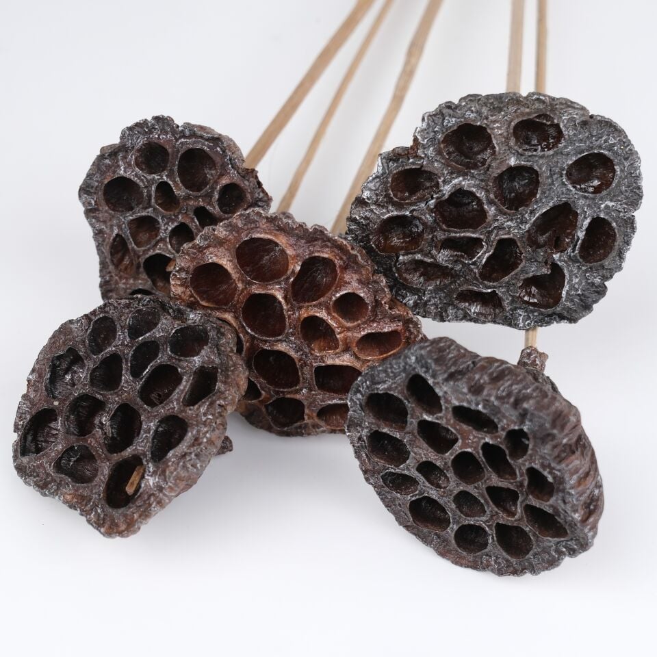 5'Lİ LOTUS POD PEARL WASH ob STEM 6-8 cm