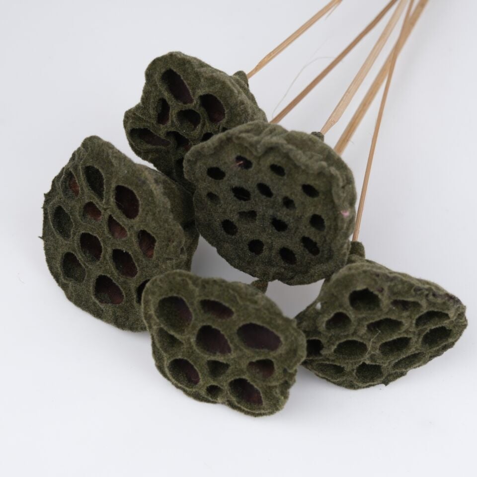 5'Lİ LOTUS POD VELVET OLİVE 6-8cm