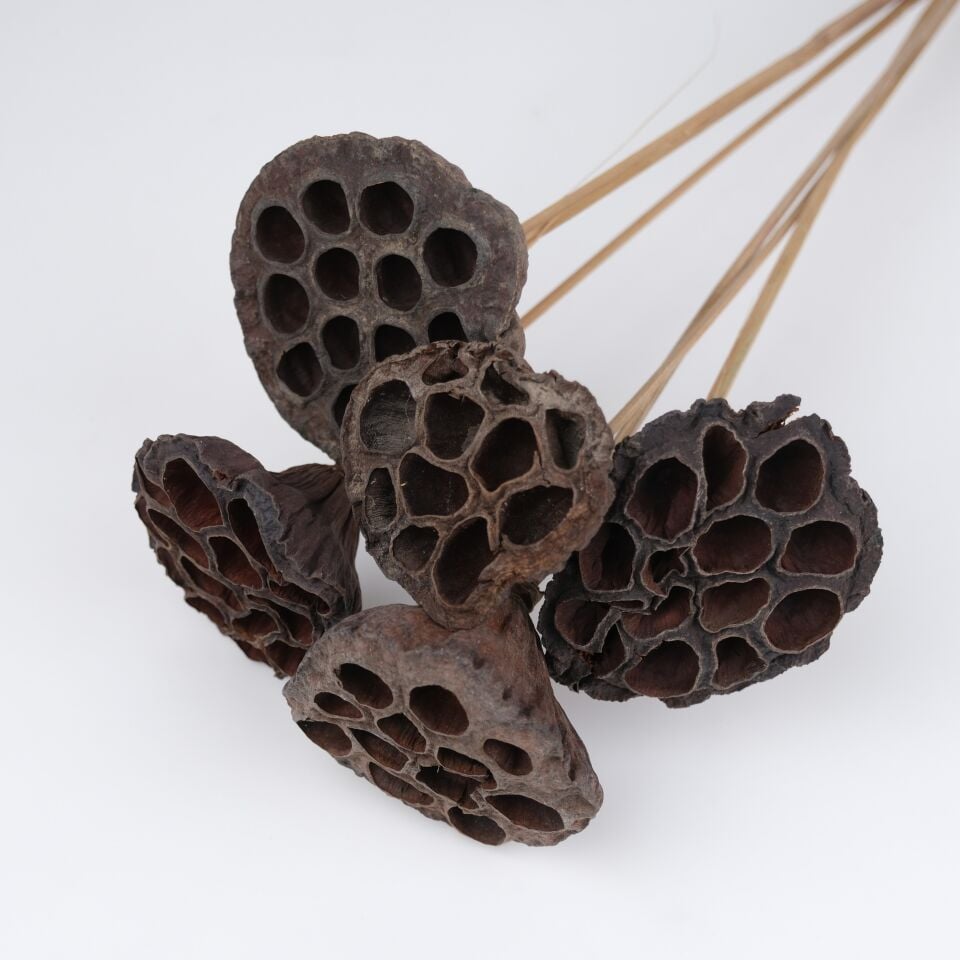 5'Lİ LOTUS POD on STEM 6-8cm