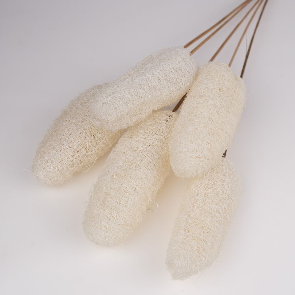 5'Lİ LUFFA BLEACH on STEM 10-15cm 50cm