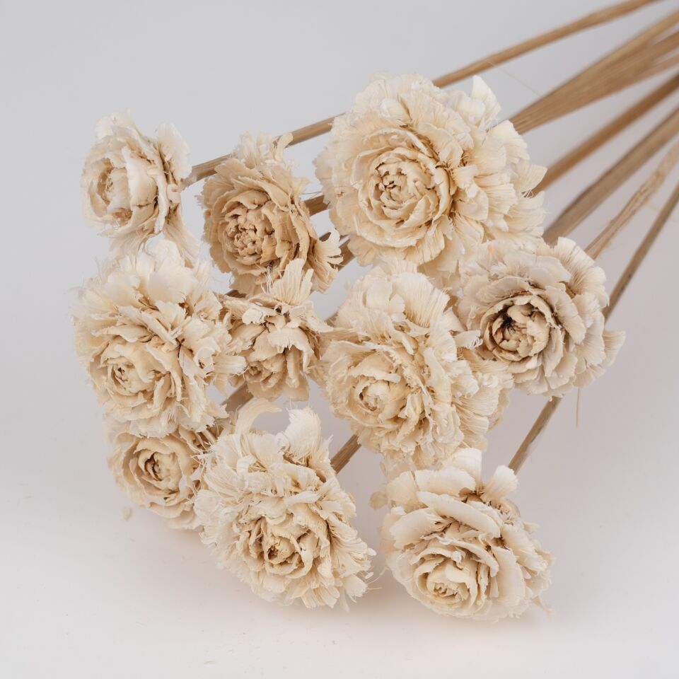 10'LU CEDAR ROSE on STEM BLEACH 50cm