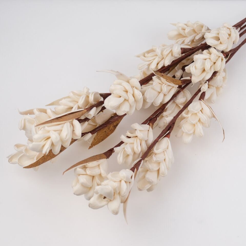 TEK DAL SOLA GARDENIA STICK 50-60cm