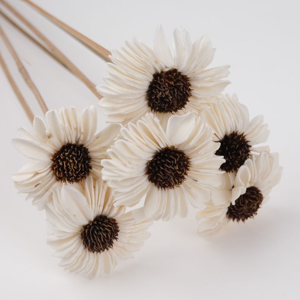 5'Lİ SOLA SPLITE SUNFLOWER 6cm 50cm