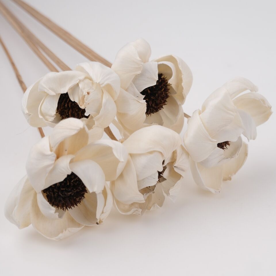 5'Lİ SOLA FLORA LILY 6cm 50cm