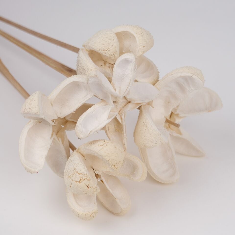 5'Lİ BULLET FLOWER BLEACH on STEM 5-7cm 50cm