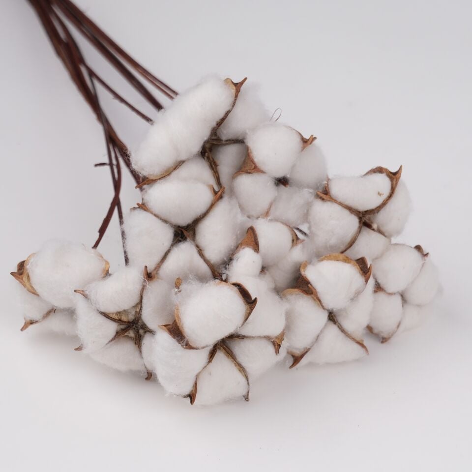 10'LU COTTON on STEM