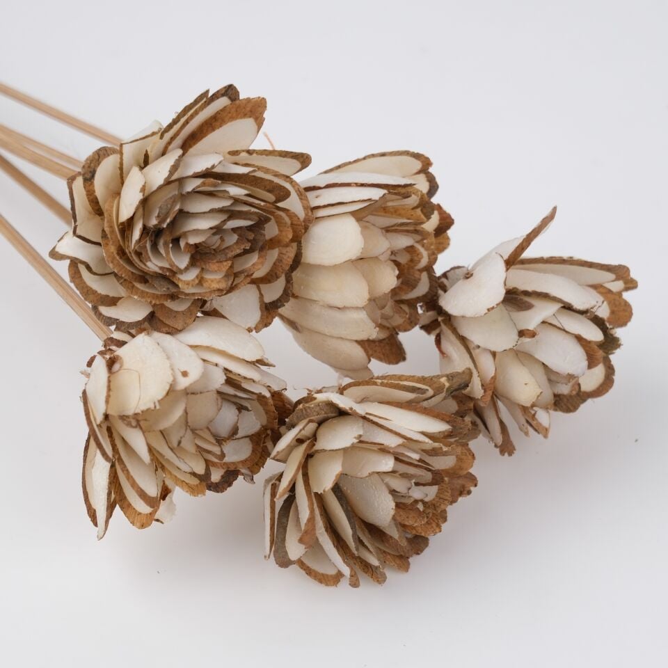 5'Lİ SOLA CHIPS DAHLIA on STEM 6cm 50 cm