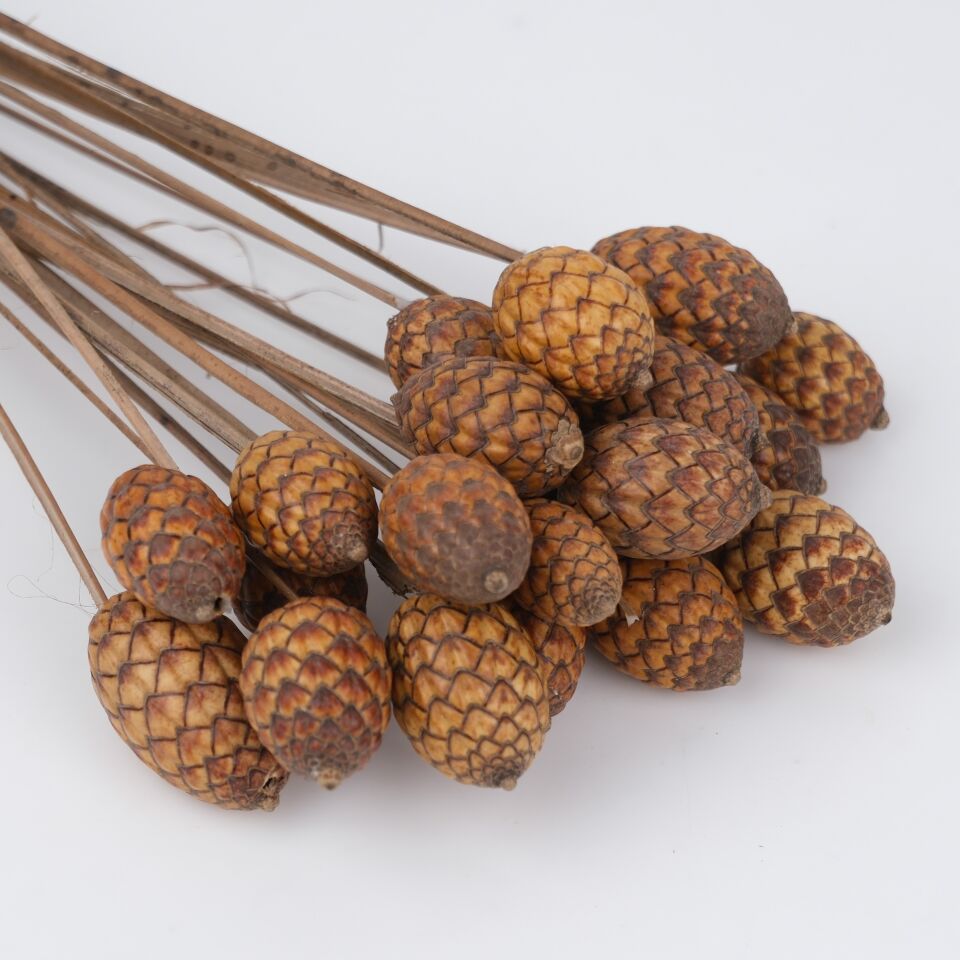 20'Lİ CANE FRUIT on STEM 3-4cm - 50cm