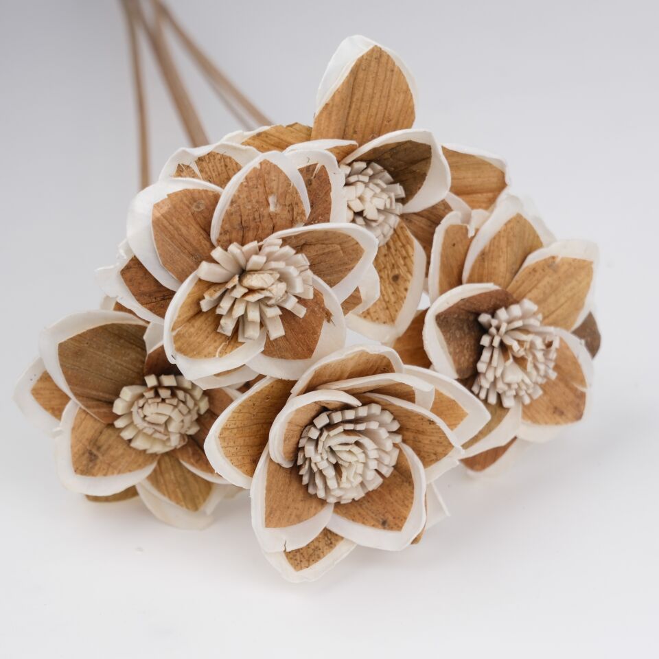 5'Lİ SOLA WINTER MANGOLIA 6cm-50cm