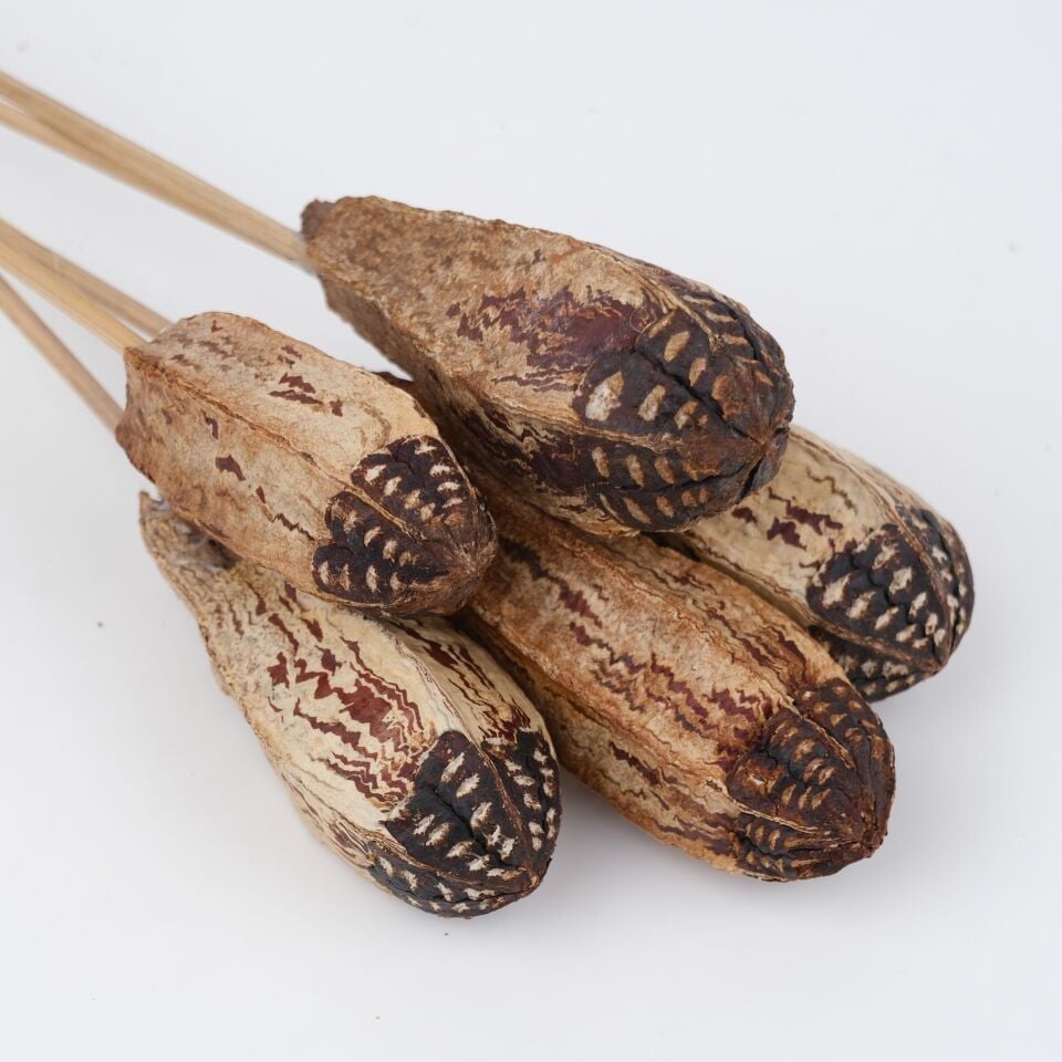 5'Lİ MEGAHONY POD on STEM 8-10cm-50cm