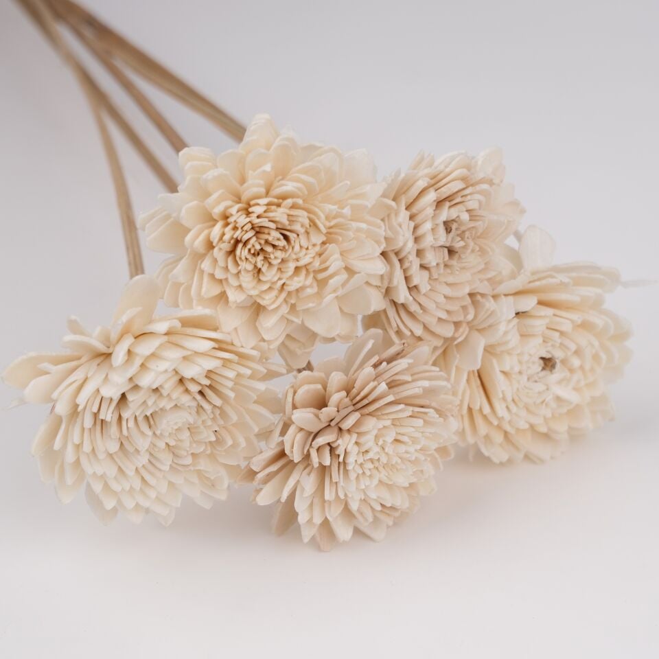 5'Lİ SOLA ZINNIA on STEM 6cm 50cm