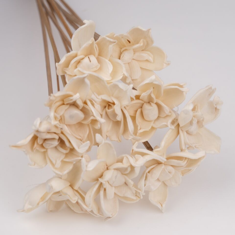 10'LU SOLA GARDENIA 6cm 50cm