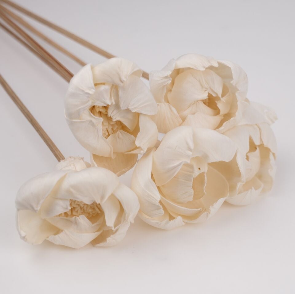 5'Lİ SOLA PULPY DALIYA on STEM 6cm 50cm
