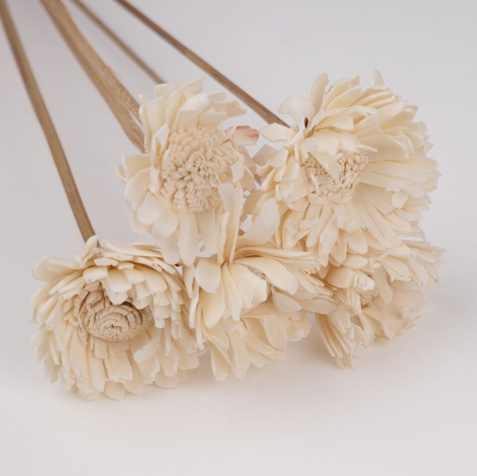 5'Lİ SOLA SUNFLOWER 6cm 50cm