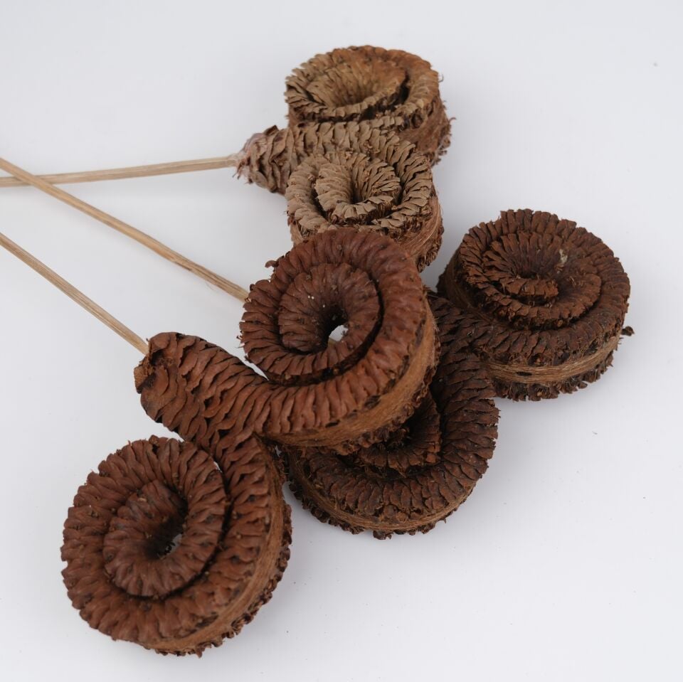 3'LÜ PALM RING on STEM 10-12cm-50cm
