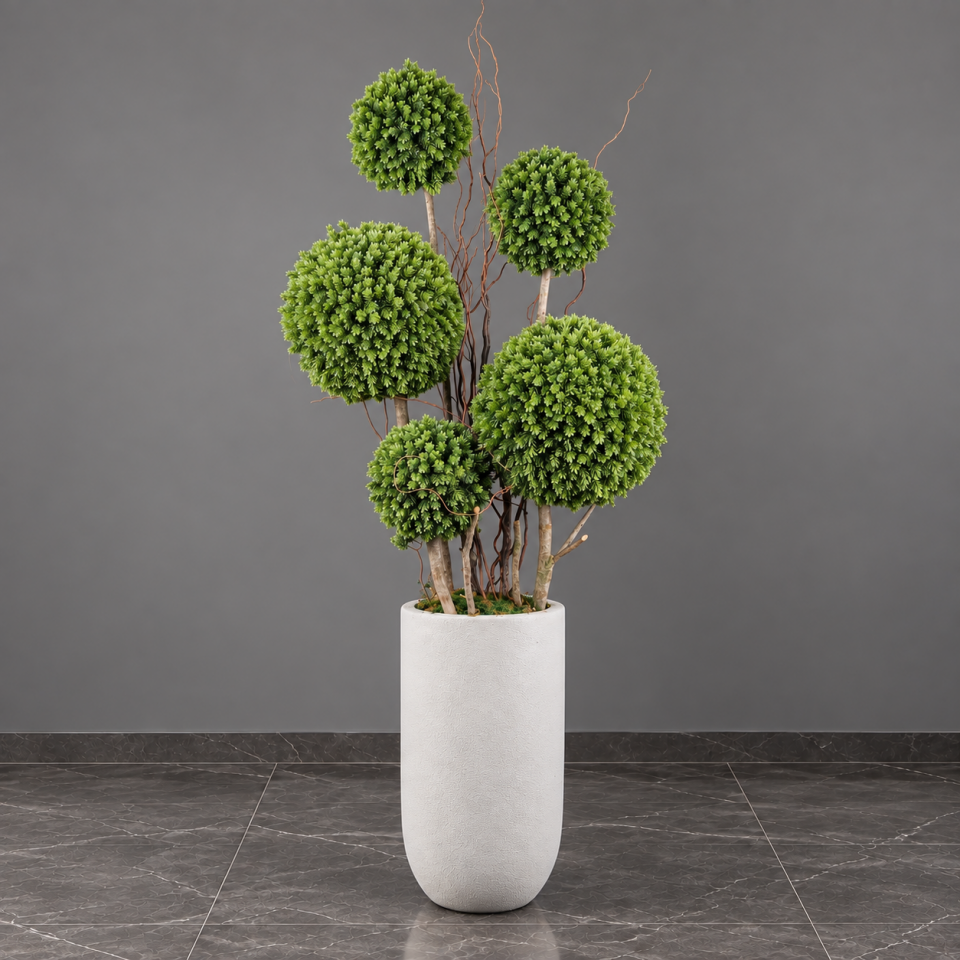 Evergreen – Yeşil Top Şimşir Ağacı